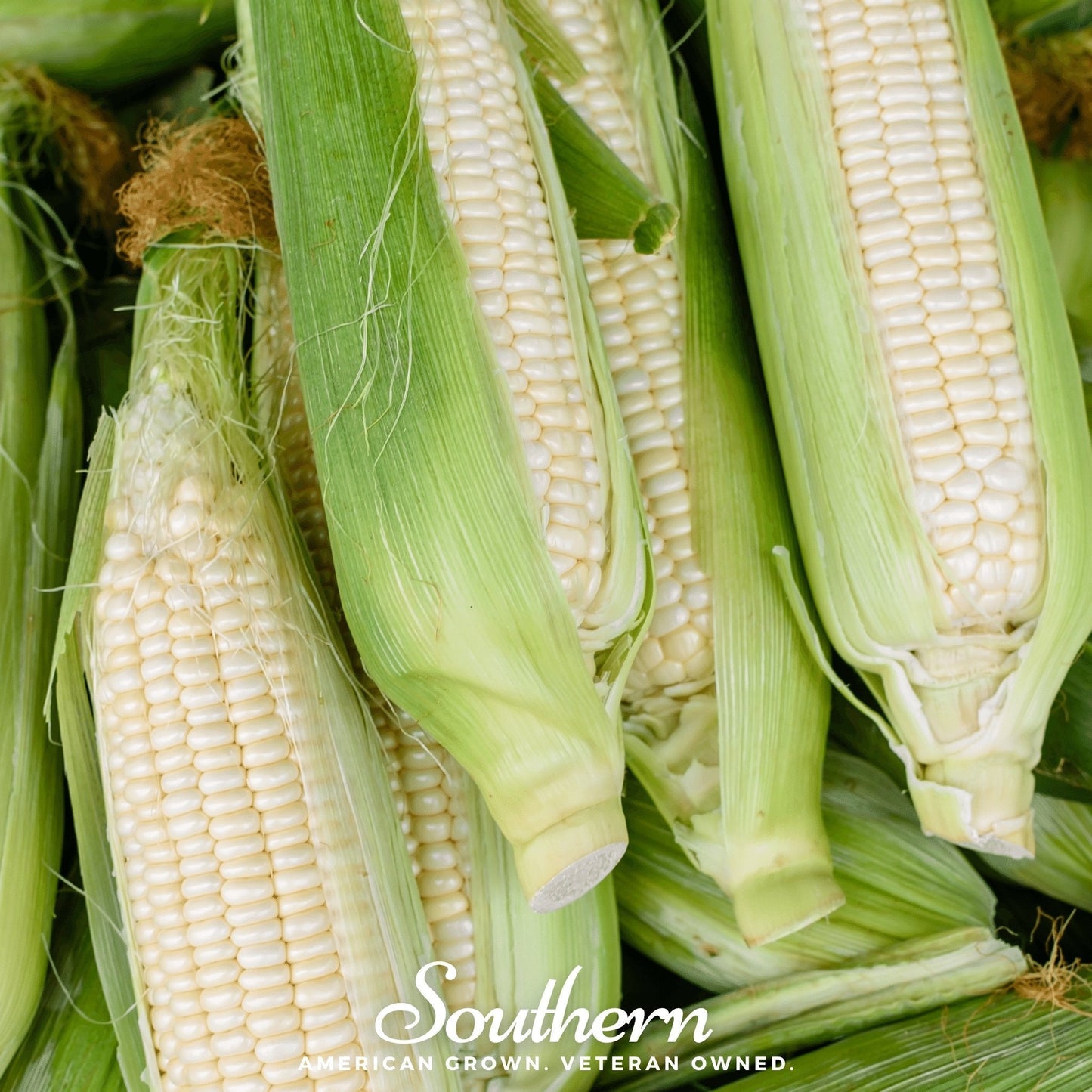 Stowells Evergreen Sweet Corn – 30 Seeds - - Seeds