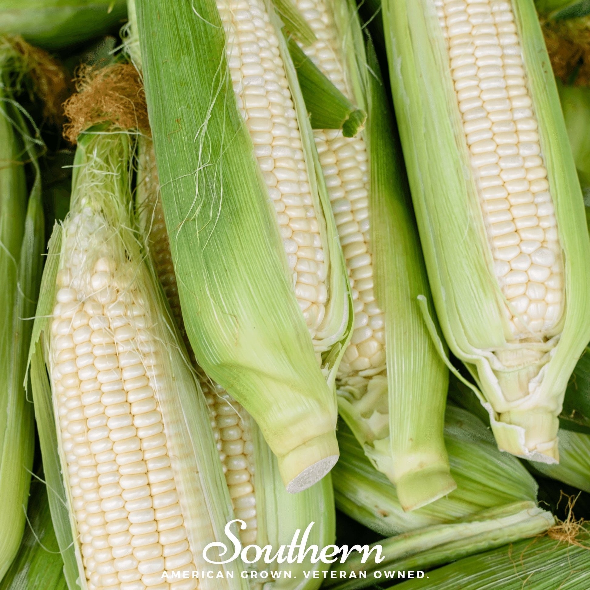 Stowells Evergreen Sweet Corn – 30 Seeds - - Seeds
