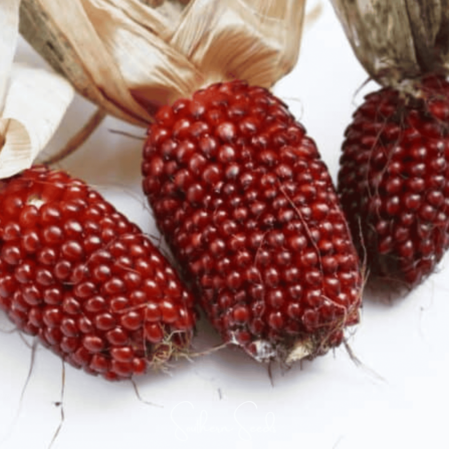 Strawberry Corn – 30 Seeds - - Seeds