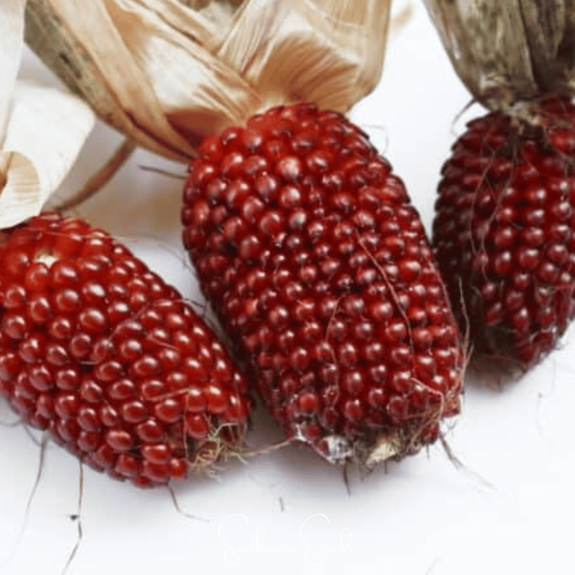 Strawberry Corn – 30 Seeds - - Seeds