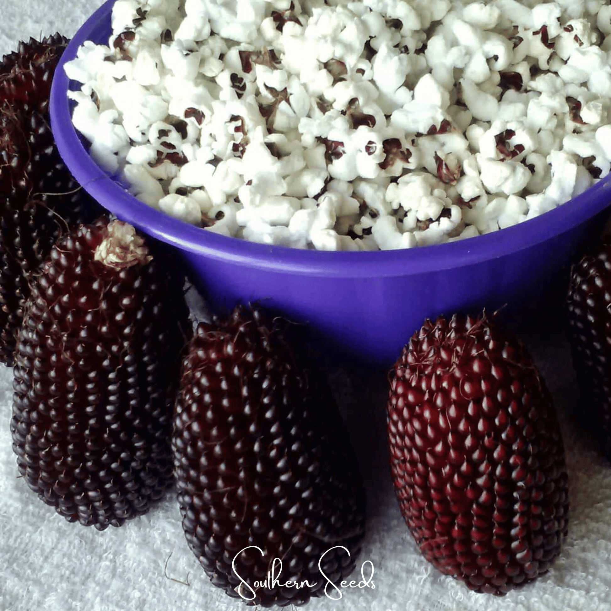 Strawberry Corn – 30 Seeds - - Seeds