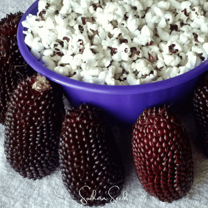 Strawberry Corn – 30 Seeds - - Seeds