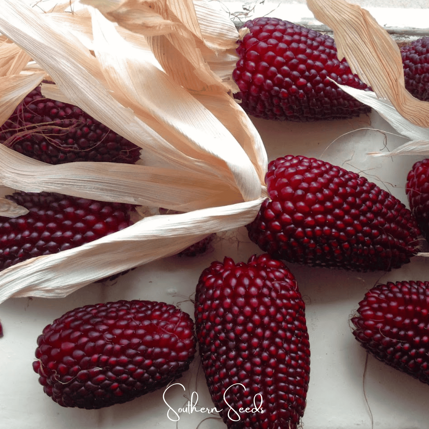 Strawberry Corn – 30 Seeds - - Seeds