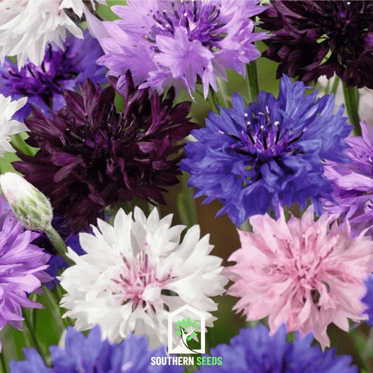 Cornflower Mix – 100 Seeds - - Seeds