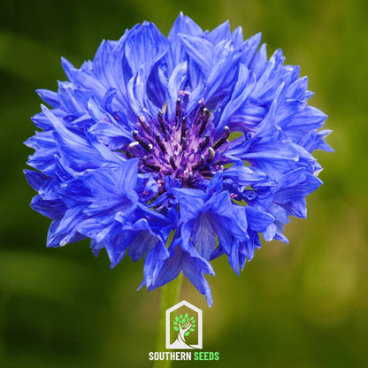 Cornflower Mix – 100 Seeds - - Seeds