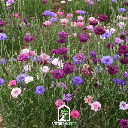 Cornflower Mix – 100 Seeds - - Seeds