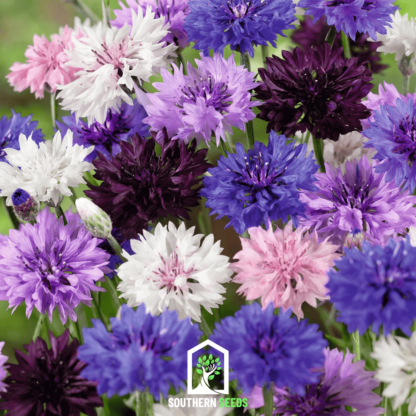 Cornflower Mix – 100 Seeds - - Seeds