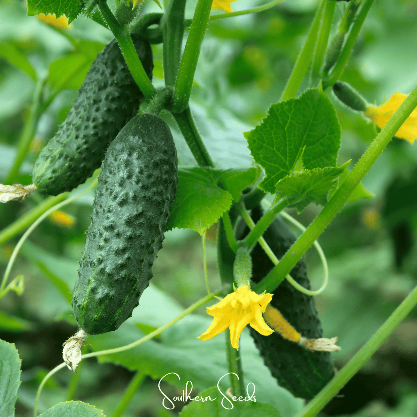 H-19 Little Leaf Cucumber – 30 Seeds - - Seeds