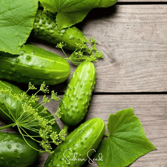 H-19 Little Leaf Cucumber – 30 Seeds - - Seeds