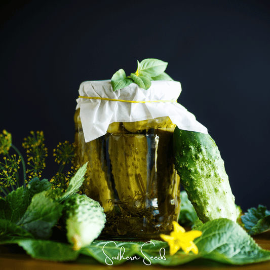 H-19 Little Leaf Cucumber – 30 Seeds - - Seeds