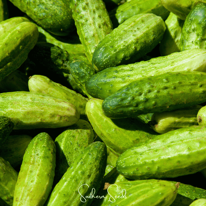 H-19 Little Leaf Cucumber – 30 Seeds - - Seeds