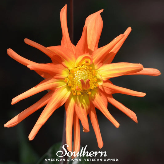 Cactus Dahlia Mix – 25 Seeds - - Seeds