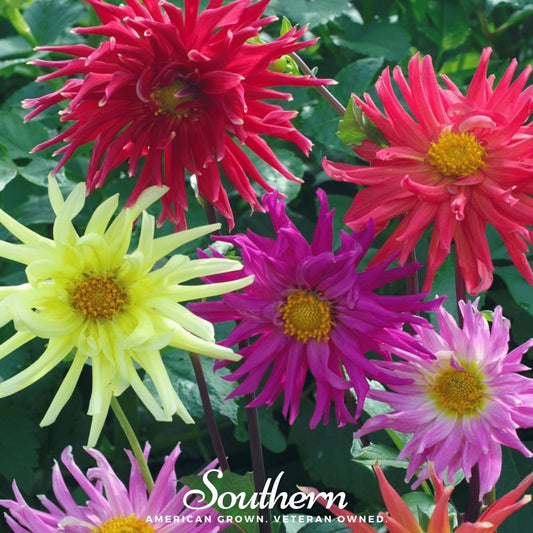 Cactus Dahlia Mix – 25 Seeds - - Seeds