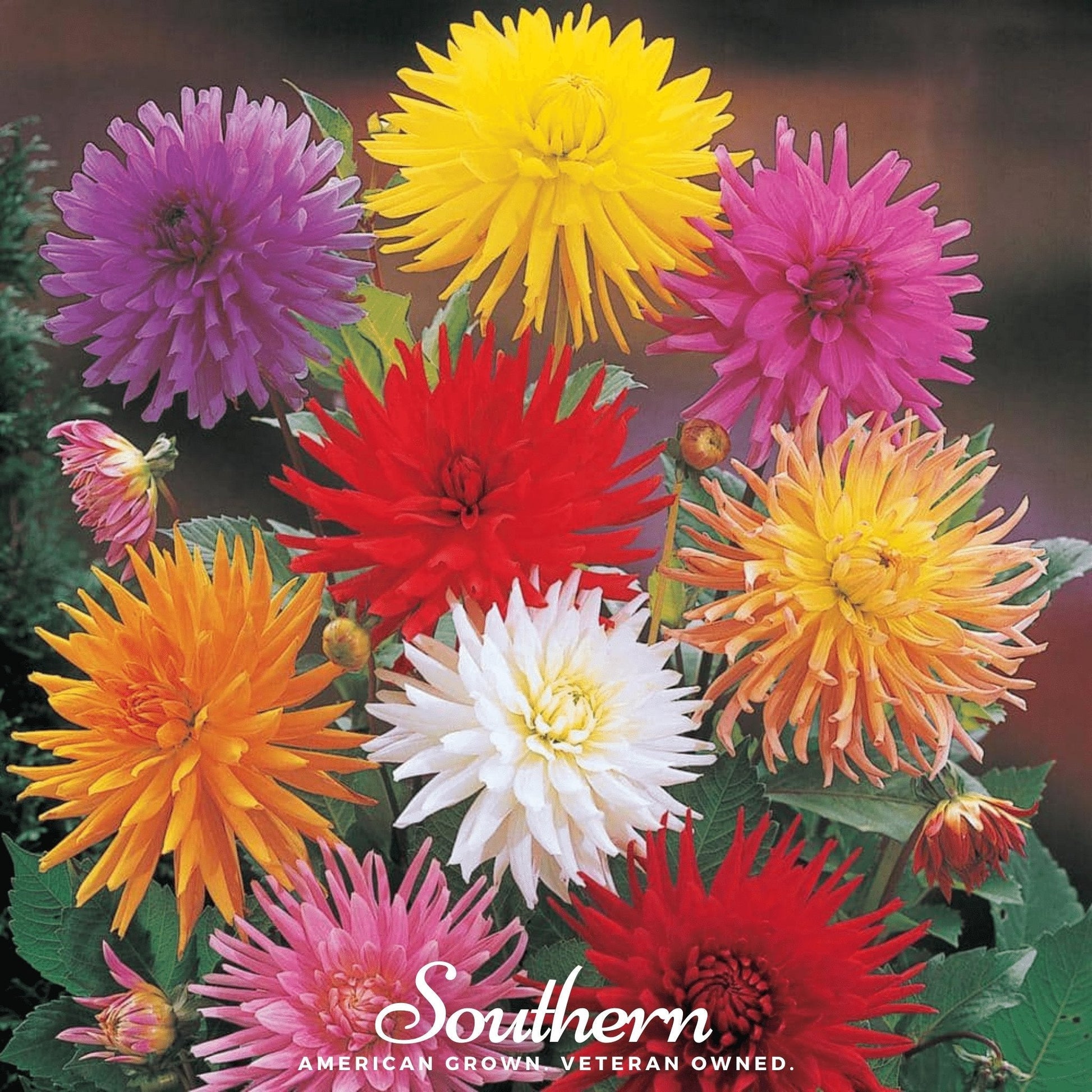 Cactus Dahlia Mix – 25 Seeds - - Seeds