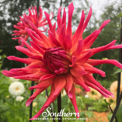 Cactus Dahlia Mix – 25 Seeds - - Seeds