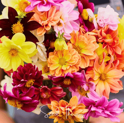 Early Bird Dahlia – 25 Seeds - - Seeds