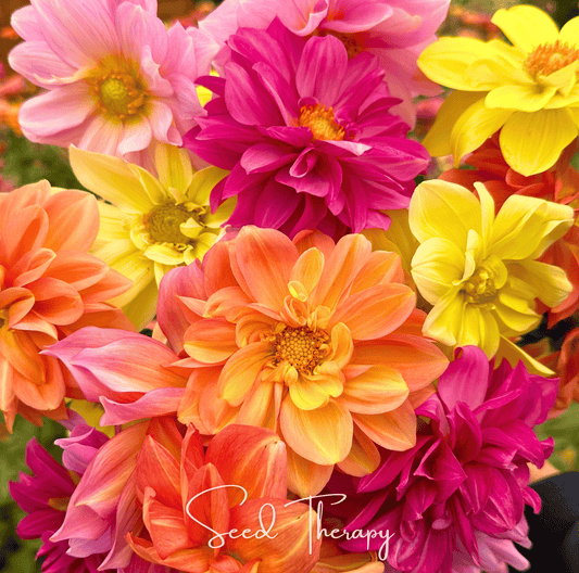 Early Bird Dahlia – 25 Seeds - - Seeds