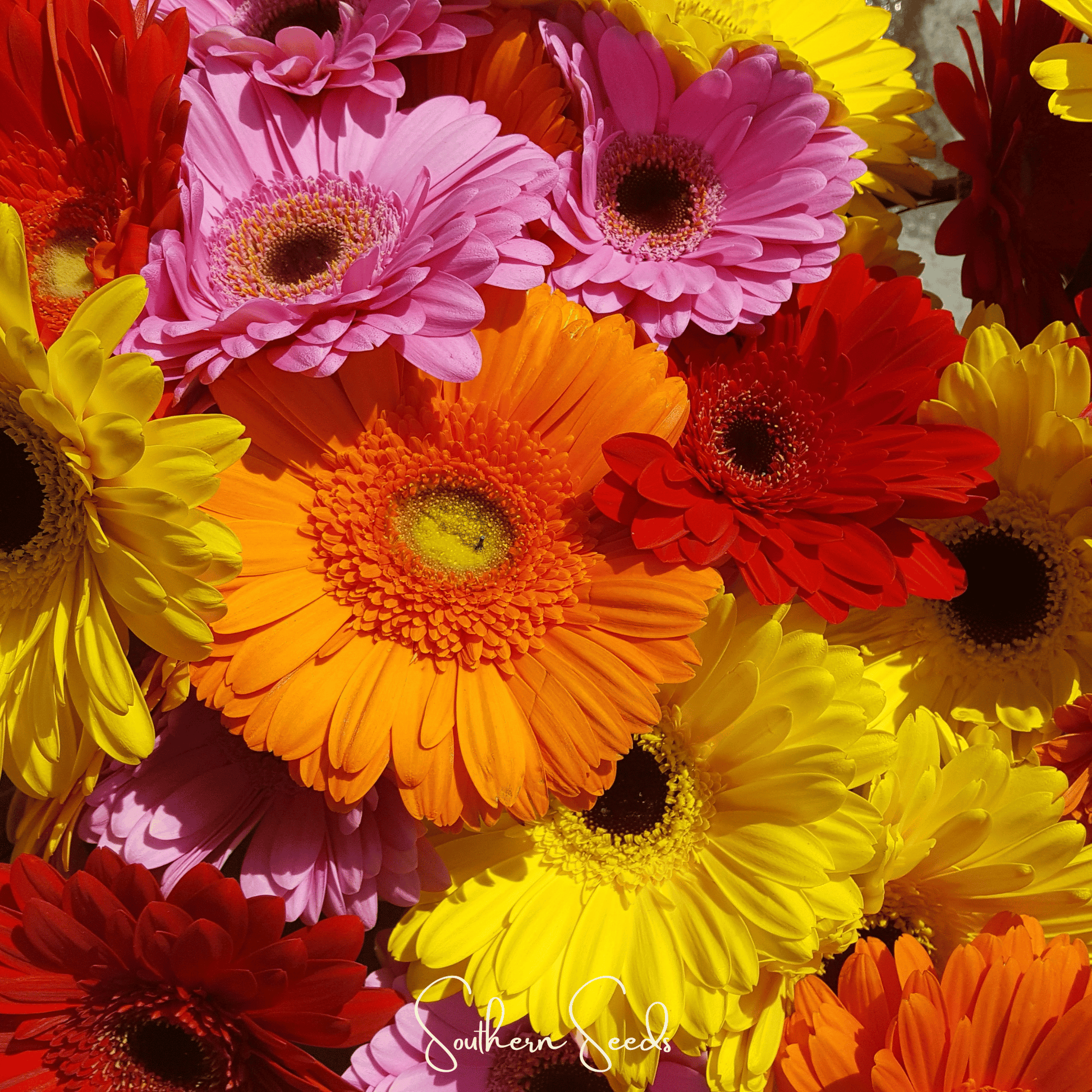 Gerbera Daisy Mix – 20 Seeds - - Seeds