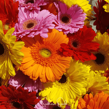 Gerbera Daisy Mix – 20 Seeds - - Seeds