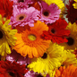 Gerbera Daisy Mix – 20 Seeds - - Seeds