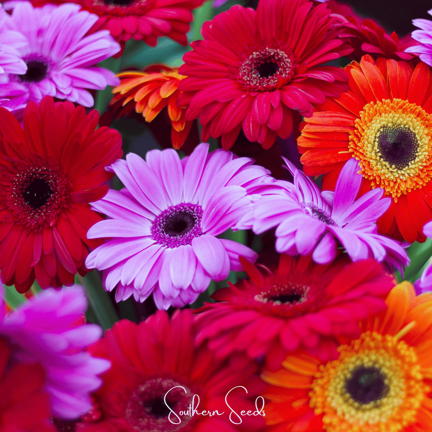 Gerbera Daisy Mix – 20 Seeds - - Seeds
