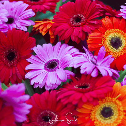 Gerbera Daisy Mix – 20 Seeds - - Seeds