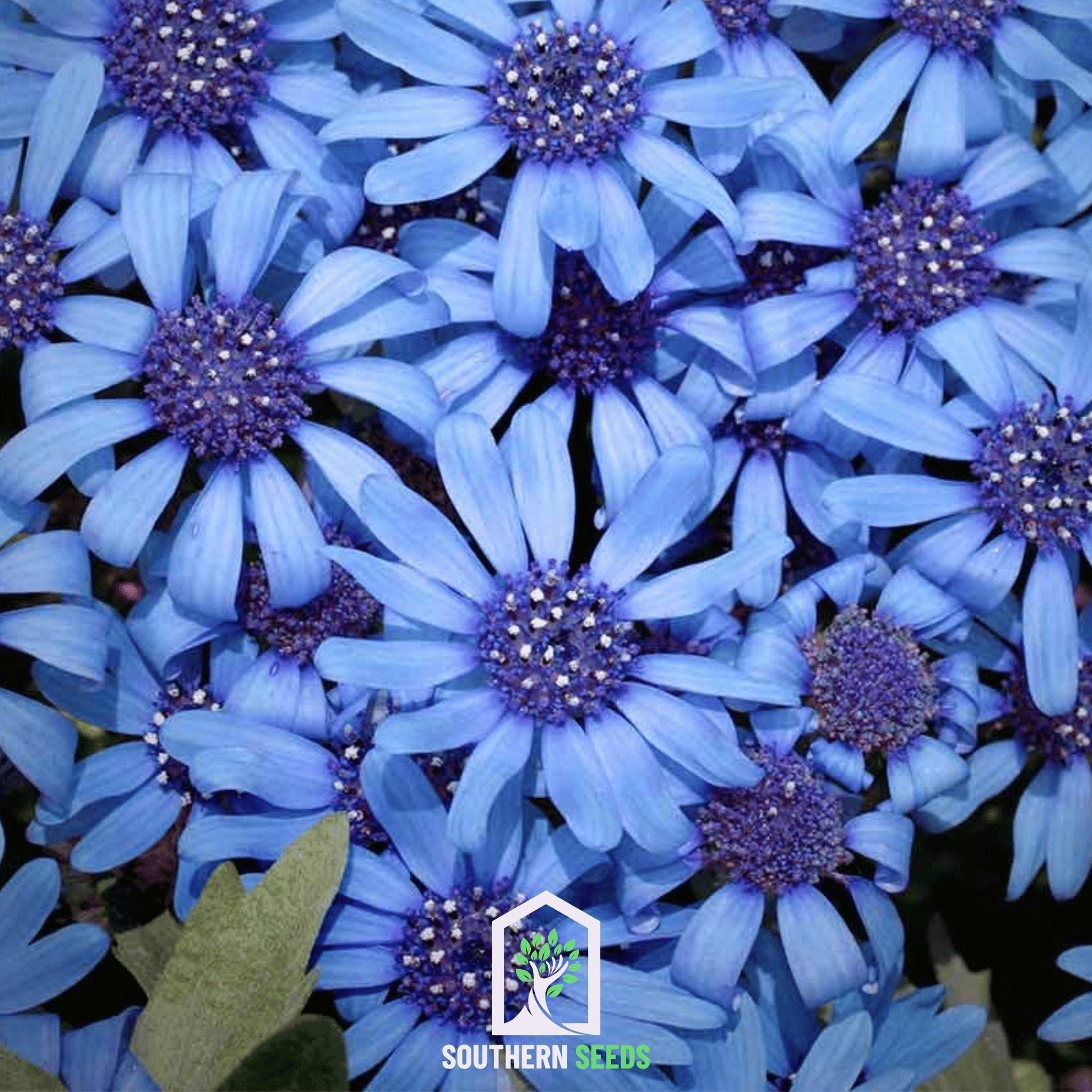 The Blues Blue Daisy – 50 Seeds - - Seeds