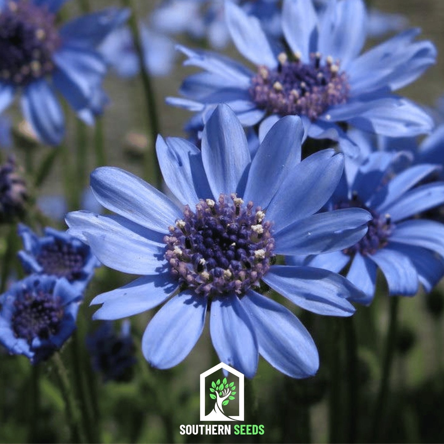 The Blues Blue Daisy – 50 Seeds - - Seeds