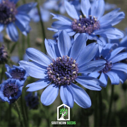 The Blues Blue Daisy – 50 Seeds - - Seeds