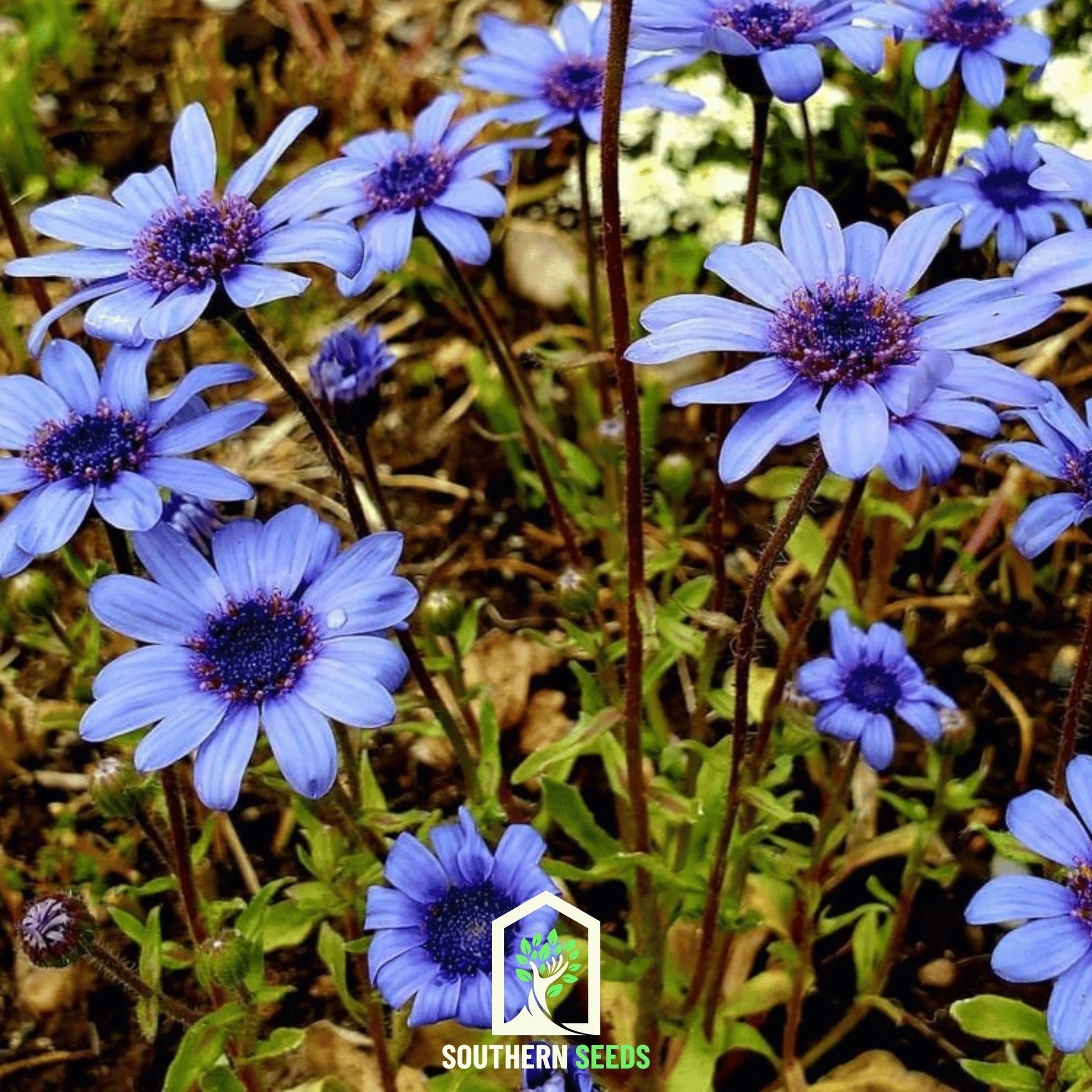 The Blues Blue Daisy – 50 Seeds - - Seeds