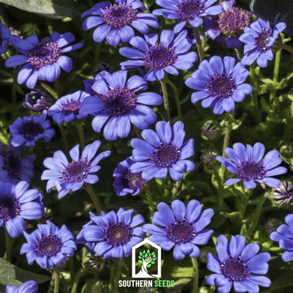 The Blues Blue Daisy – 50 Seeds - - Seeds