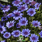 The Blues Blue Daisy – 50 Seeds - - Seeds