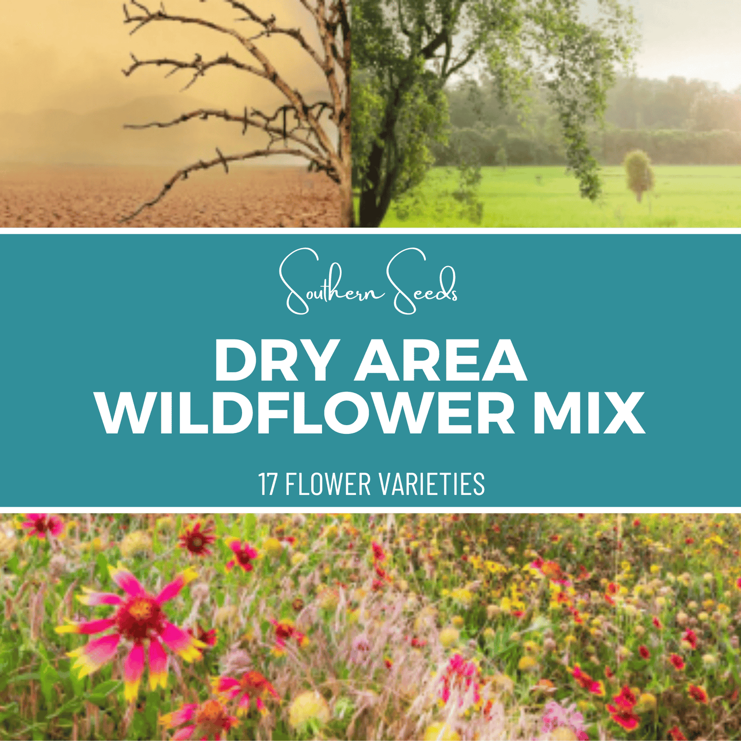 Dry Area Wildflower Seed Mix 18 Varieties – 1,000 Seeds - - Seeds