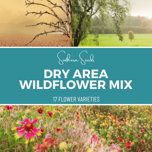 Dry Area Wildflower Seed Mix 18 Varieties – 1,000 Seeds - - Seeds