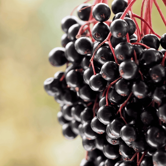 Elderberry Seed Collection American Black Red Blue - - Seeds