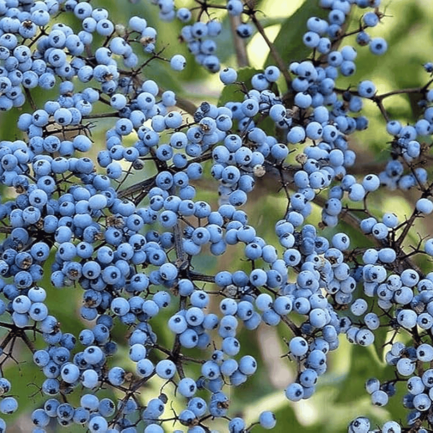 Elderberry Seed Collection American Black Red Blue - - Seeds