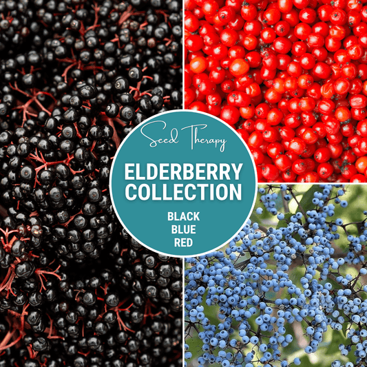 Elderberry Seed Collection American Black Red Blue - - Seeds