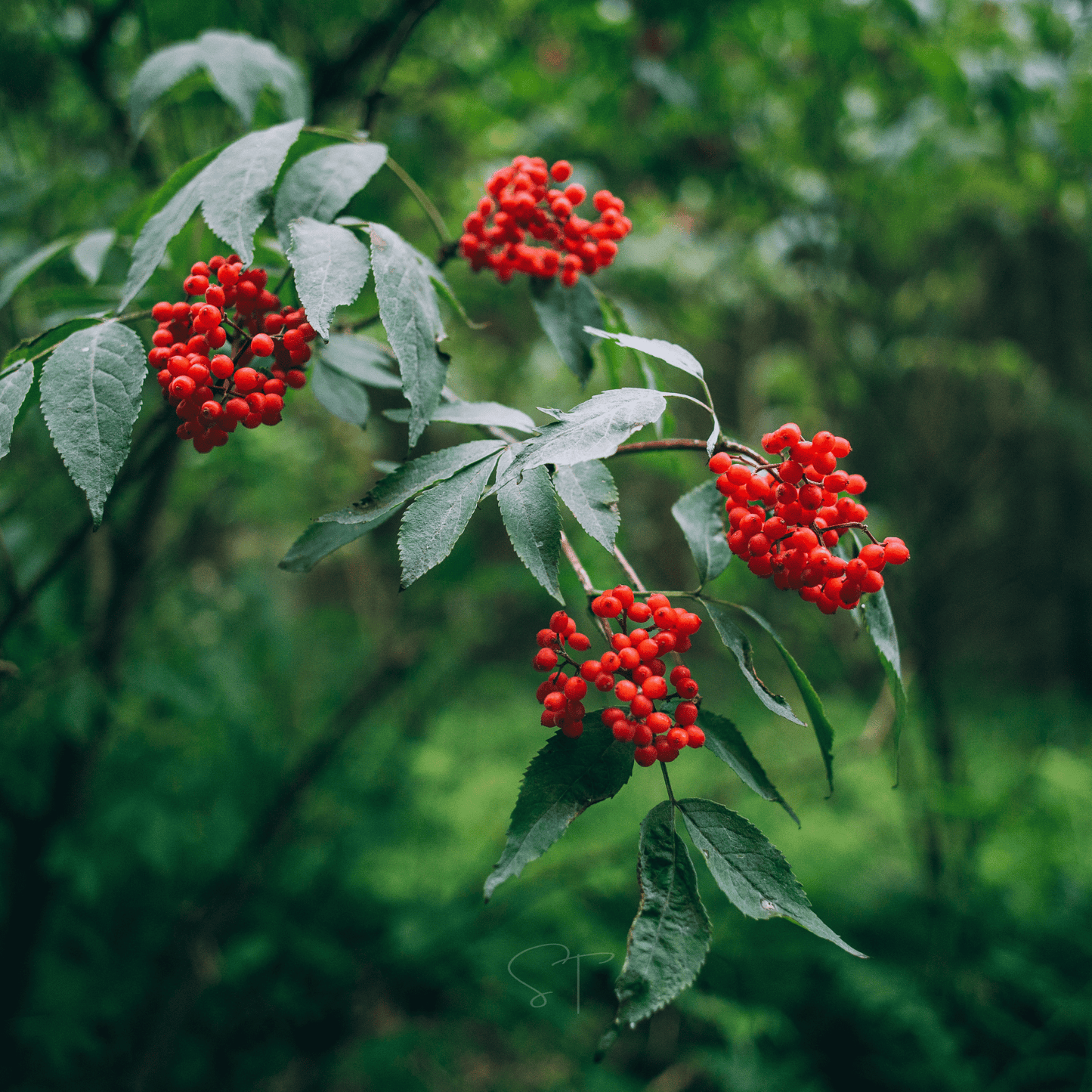 Elderberry Seed Collection American Black Red Blue - - Seeds