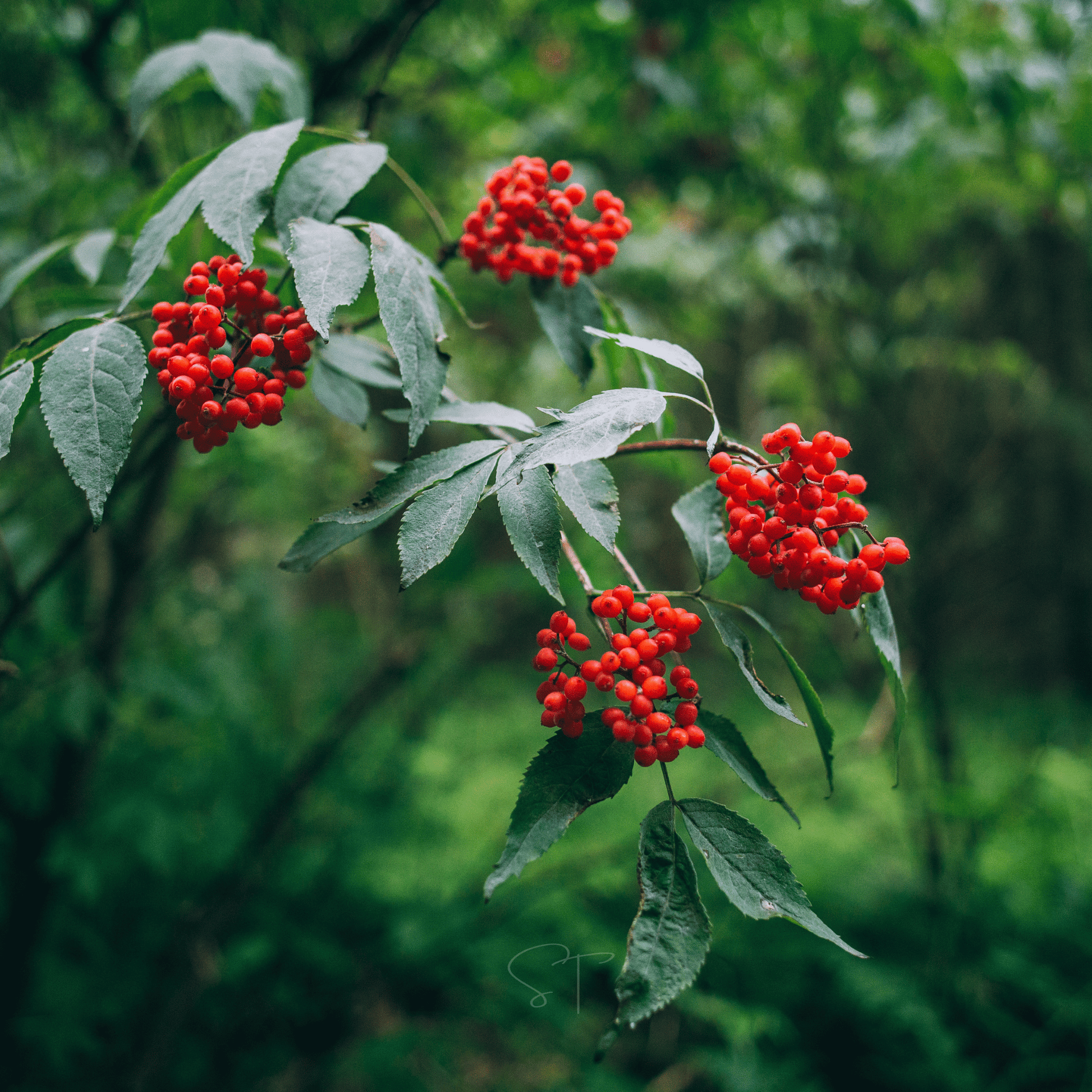 Elderberry Seed Collection American Black Red Blue - - Seeds