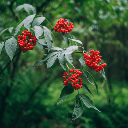 Elderberry Seed Collection American Black Red Blue - - Seeds