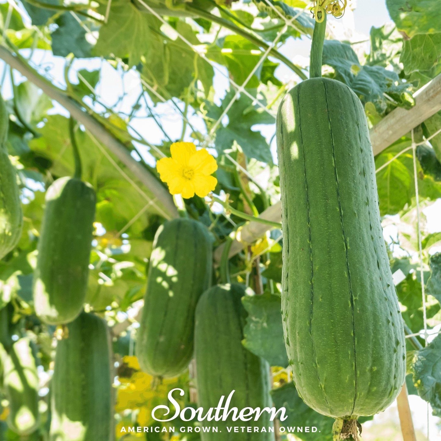 Luffa Gourd – 20 Seeds - - Seeds