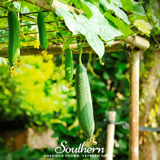 Luffa Gourd – 20 Seeds - - Seeds