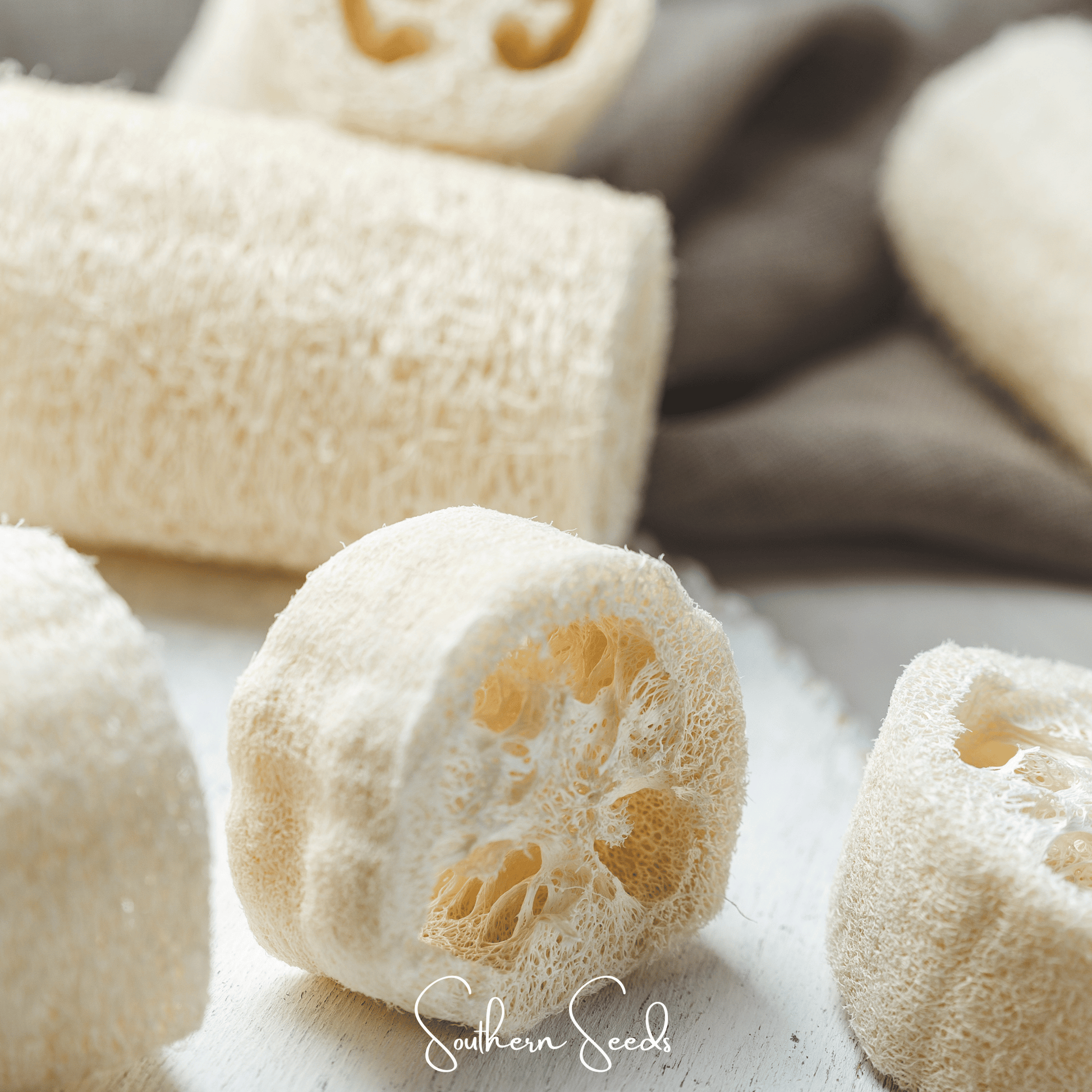 Luffa Gourd – 20 Seeds - - Seeds