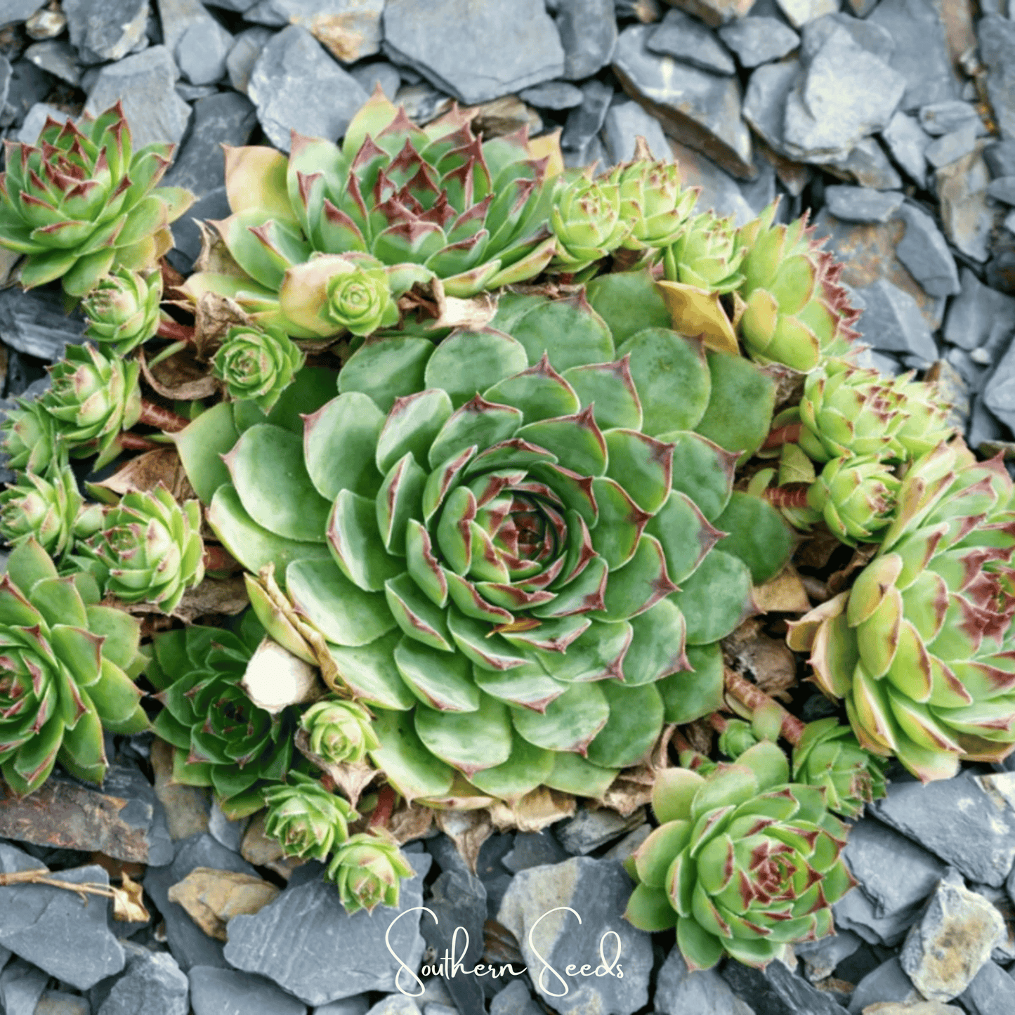 Hens & Chicks Cactus Mix – 30 Seeds - - Seeds