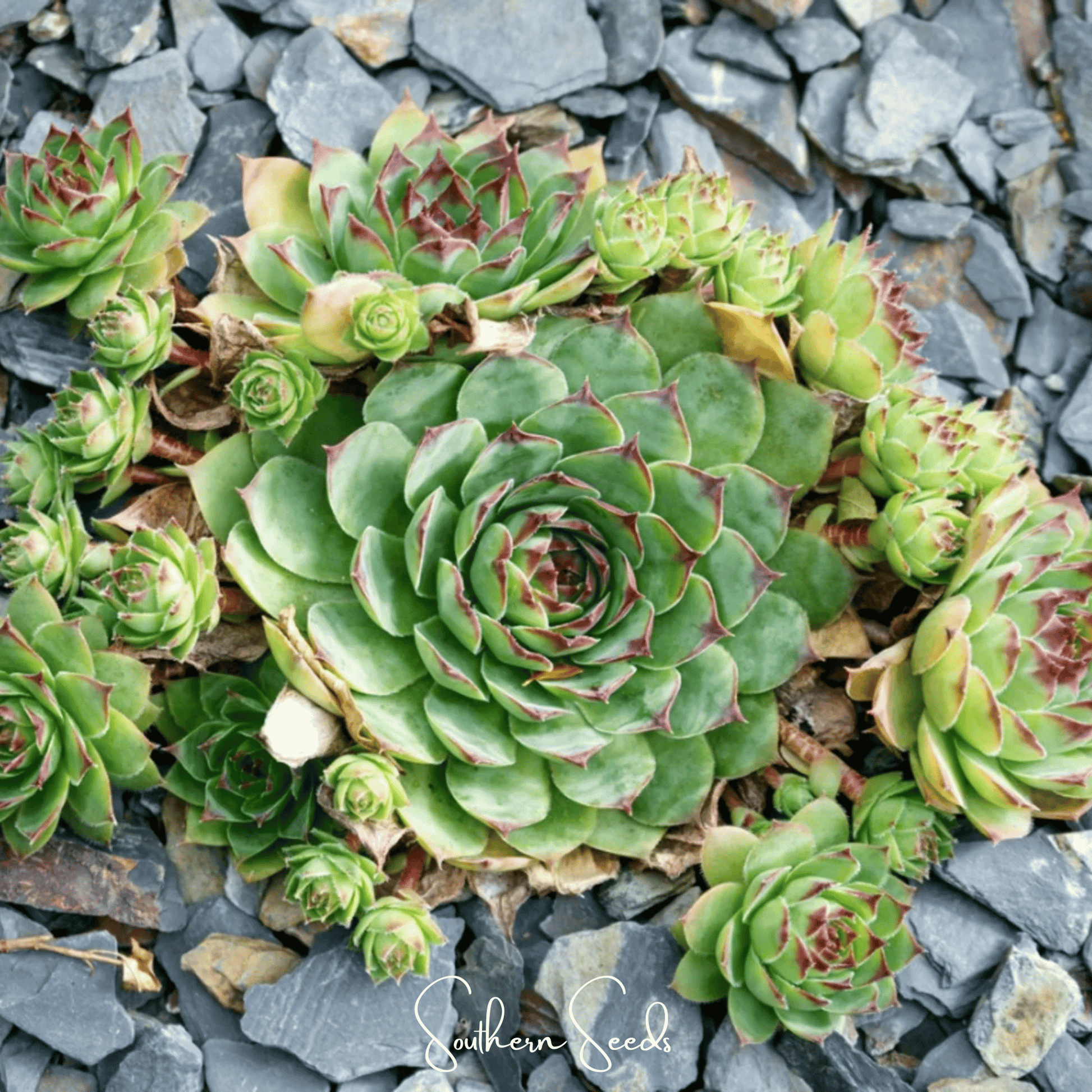 Hens & Chicks Cactus Mix – 30 Seeds - - Seeds