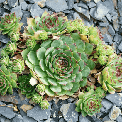 Hens & Chicks Cactus Mix – 30 Seeds - - Seeds