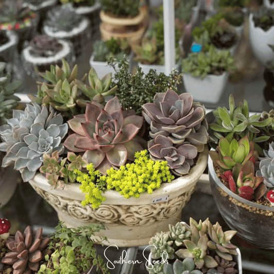 Hens & Chicks Cactus Mix – 30 Seeds - - Seeds