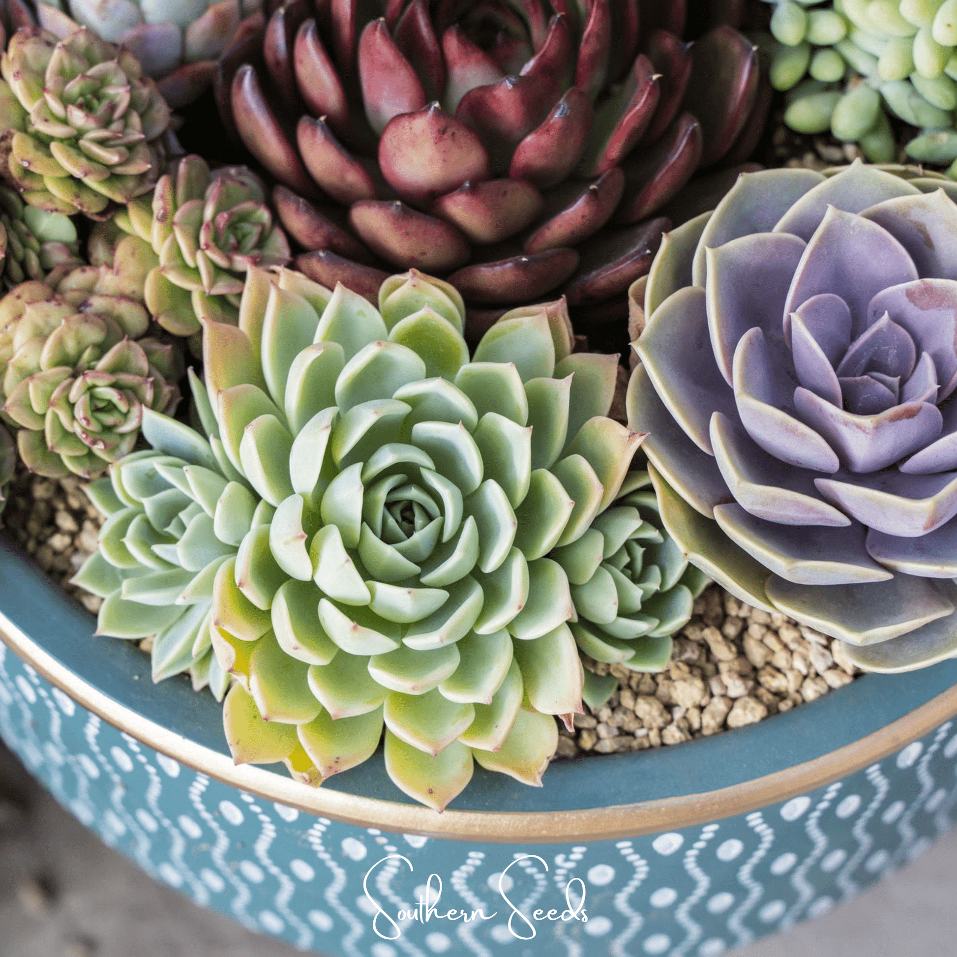Hens & Chicks Cactus Mix – 30 Seeds - - Seeds