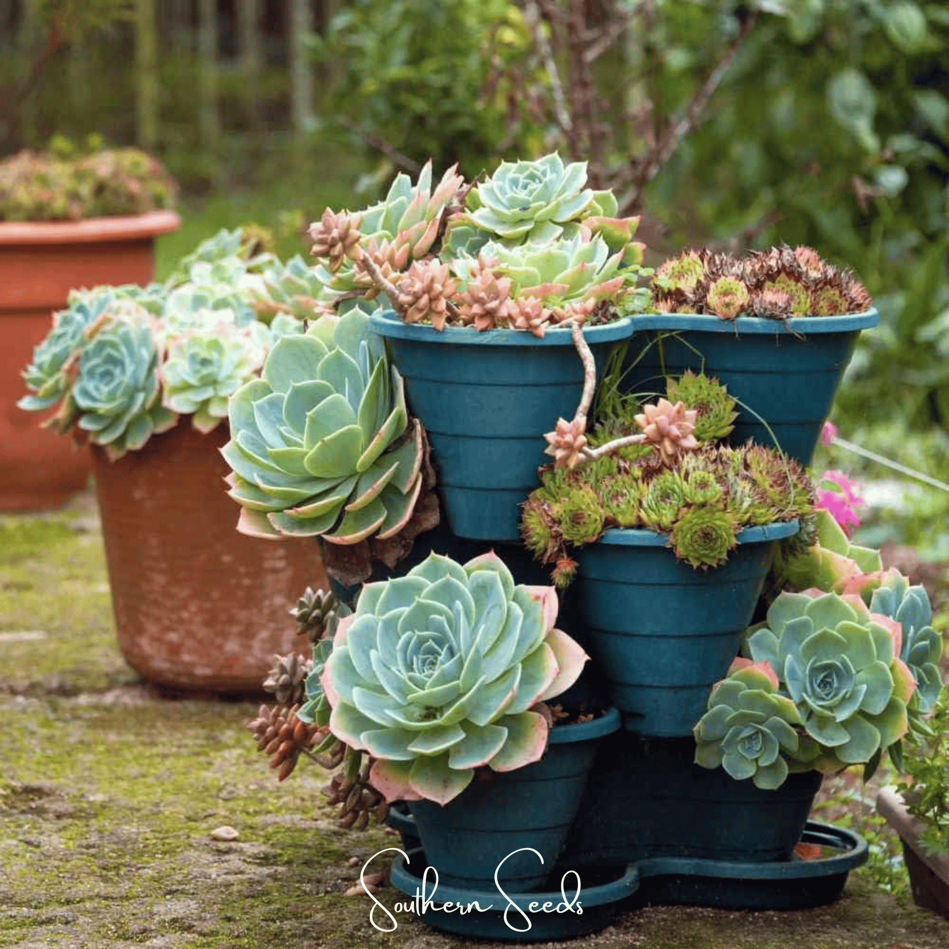 Hens & Chicks Cactus Mix – 30 Seeds - - Seeds