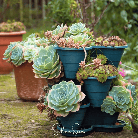 Hens & Chicks Cactus Mix – 30 Seeds - - Seeds